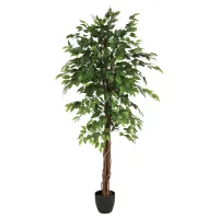 Dekor. drvo - fikus Bendžamin 180cm u saksiji Atmosphera