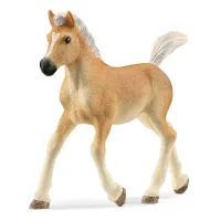 Zdrebe Haflinger